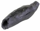 Fossil Whale Tooth - South Carolina #63568-1